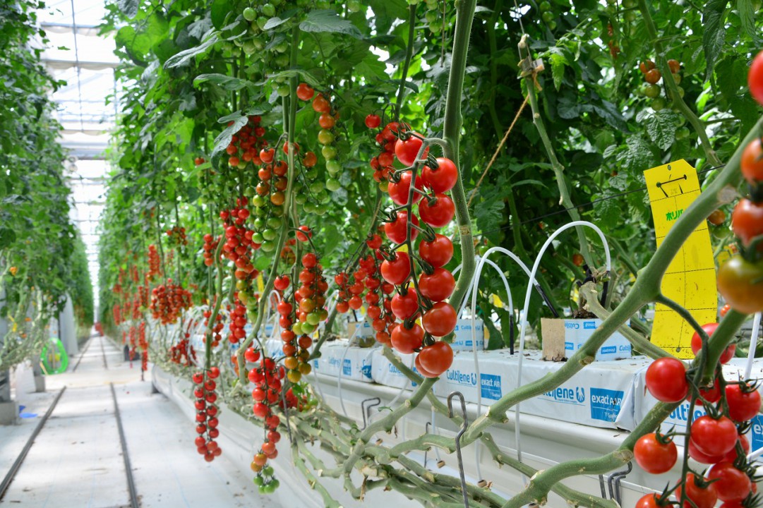 カルチレンのロックウールでミニトマト栽培をしています。