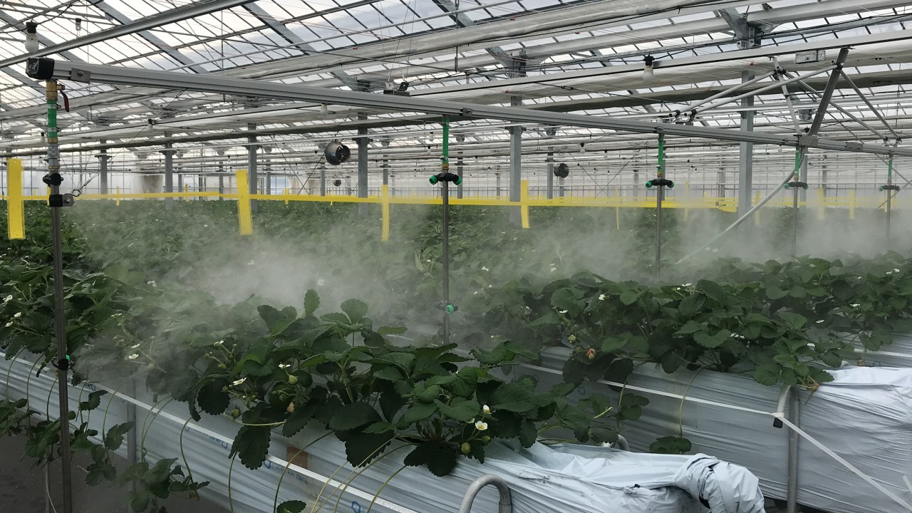 イチゴの高設栽培でのマスプレーの利用