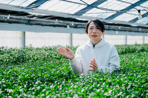 スプレーマム栽培