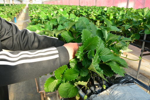 イチゴ高設栽培