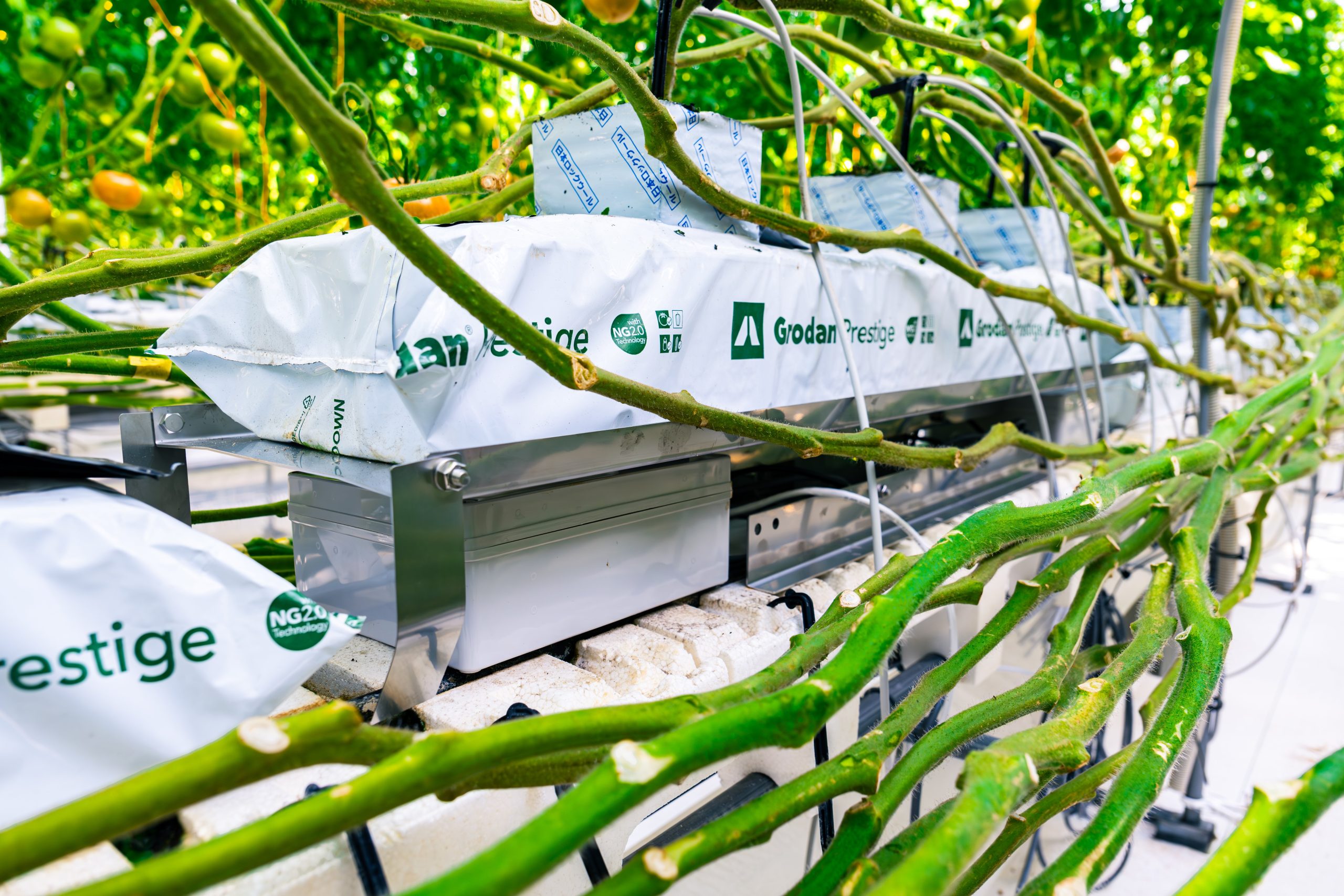 trực tiếp đá gà c1 hôm nay