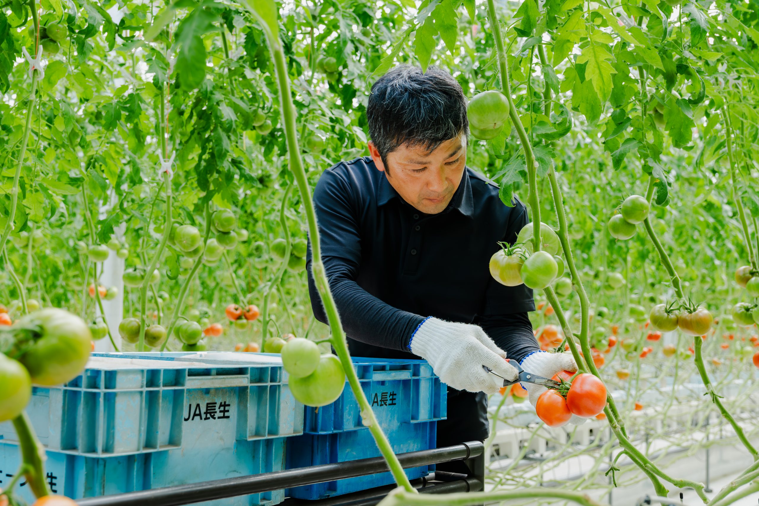 Người trồng trong thu hoạch