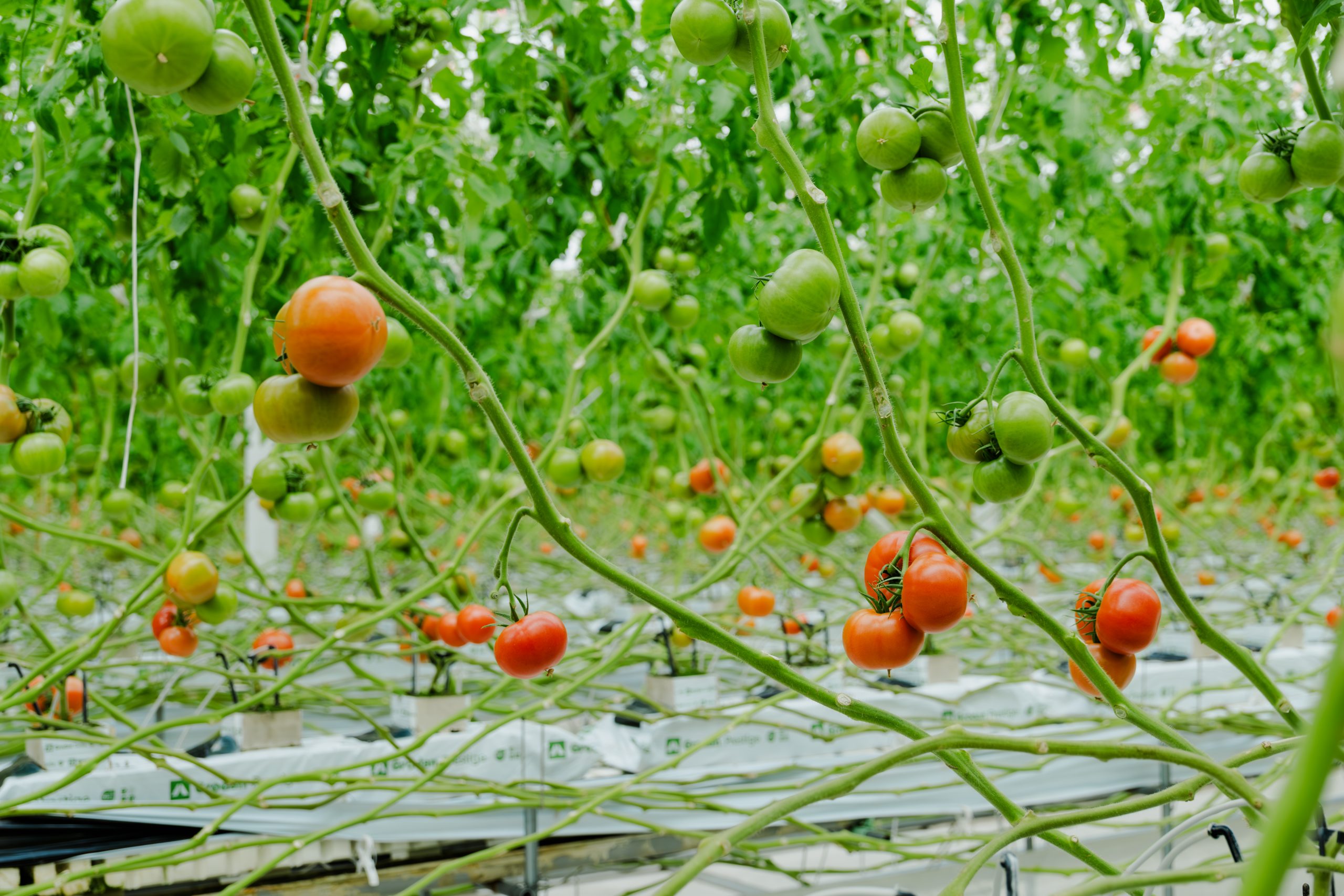 Cà chua anh đào được trồng