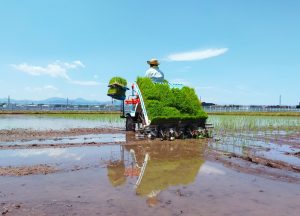 畑作とは?意味・特徴を簡単に解説|稲作との違いや1日の仕事・向いている人も紹介 | コラム | イノチオアグリ