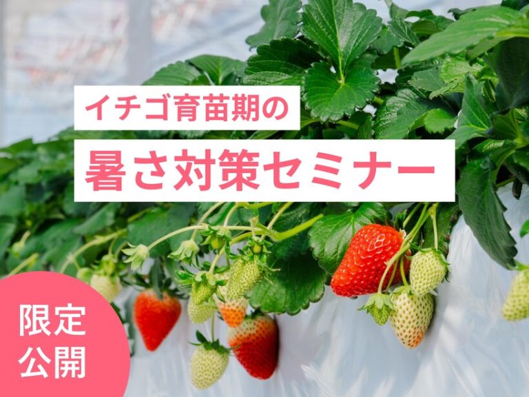 イチゴ育苗期の暑さ対策セミナー※7月中旬頃公開予定